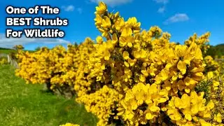 Gorse - A Vital Shrub For Wildlife