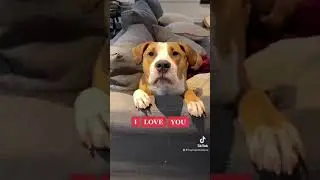 Dog Says 
