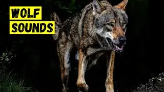 Wolf sounds. Howl of a wolf at the moon. Wolves howl