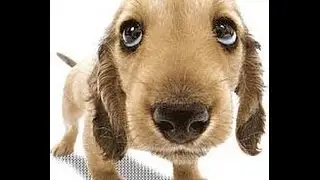 Dogy dogy