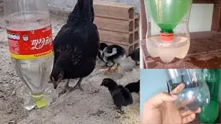 Como Fazer Bebedor para pintinhos