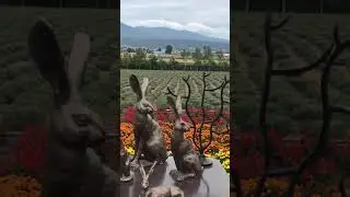 Hokkaido’s Famous Flower Gardens- Farm Tomita & Zerubu Hills