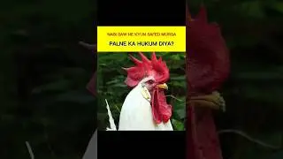Safed murge ke fayde🐔 | Abuzar_99