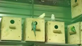 Волнистые4. Самка выбрасывает опилки из домика