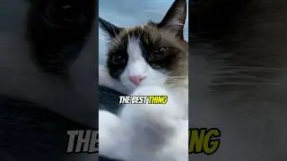 The best thing in life. #cat #cats #meow #capcut #reels #funny #bestfriend #shorts #life #love #hi