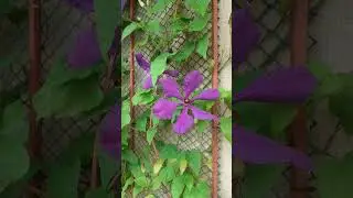 Клематис - первое цветение