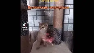 Британчики