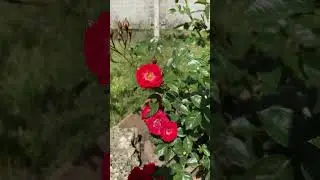 #garden #flowers #дача #україномовнийютуб Троянда загадка