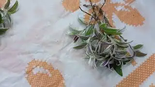 С какой рассады начать весну: мои весенние хлопоты