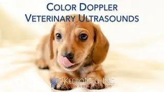 Color Doppler Ultrasound Collection | KeeboVet
