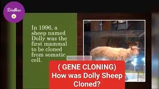 Dolly Sheep | dolly sheep Cloning process | Cloning dolly Sheep | How was Dolly Sheep Cloned?