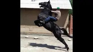 Копкари жиззах фориш