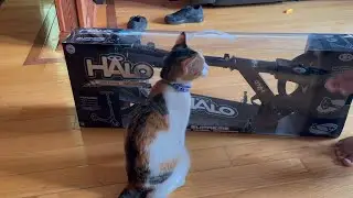 Aiden Bought a New Halo Scooter!