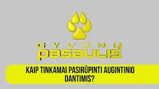 Gyvūnų pasaulis: kaip tinkamai pasirūpinti augintinio dantimis?