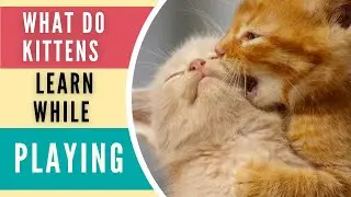 Why Do Kittens Play?