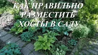 How to Properly Place Hostas in the Garden
