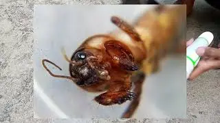 POV Macro Photography menggunakan Lensbong Makro | Serangga Orong-orong