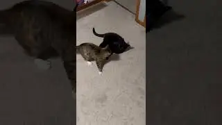 Cat fight 4 #epiccatfights #funnycatfight #fightcats