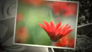 Amazing Flower Photos