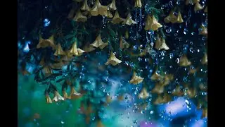 Rain sound therapy for Mind Relaxation & insomnia & Anxiety relief #relaxation #deepsleep