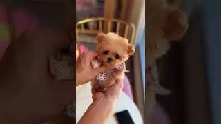 Omg! So cute! Angel looking at me💓💓💓Small dog Maltipoo🥰😘😍 #maltipoopuppy #maltipoo  #puppydog
