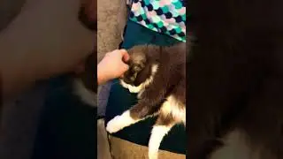 Su-purr-visor Made a Mistake #shorts #cat #diyfail