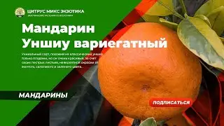 мандарин Уншиу вариегатный/ 63A C. unshiu Foliis variegatis