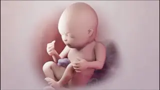 Overview of the third trimester of pregnancy