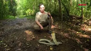 Release king cobra back to Dong Nai reserve