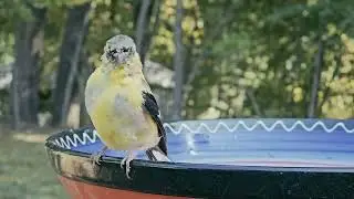 Sick American goldfinch in Sudbury MA