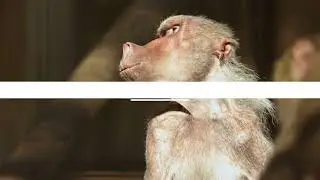 원숭이의 특징Understanding Monkey Characteristics 2