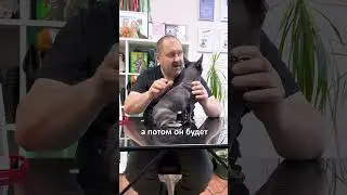 Чихуахуа тоже ХОЧЕТ ЕСТЬ! Все проблемы из-за НЕДОКАРМЛИВАНИЯ! Как кормить декоративную породу собак?
