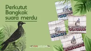 Suara Perkutut Bangkok Merdu || Indo Perkutut
