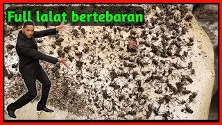 Cara Mengusir Lalat di Rumah