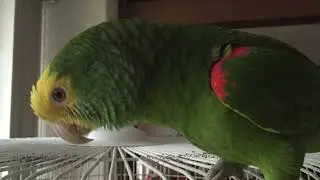 LORO LLAMA A ¡ESTRELLITA! | Loro Kankan | Loro hablando