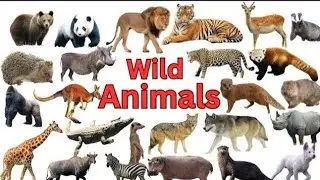 Wild animals | Learn the  And names of Wild Animals for Children