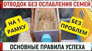 Отводки без ослабления семей.  Основные правила.  Даже на 1 рамку!