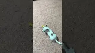 Много ли для счастья нужно? #венчикптенчик #chihuahua #чихуахуа #собака
