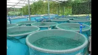 The game changer for fish farming in Kenya