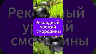 Рекордный урожай смородины!  #огород #дача #смородина #кустарники
