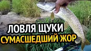 И СНОВА СУМАСШЕДШИЙ ЖОР У ЩУКИ!!! Ito Shiner от BearKing, или реальный воблер  для ловли ЩУКИ.