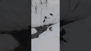 Галки - Моржи.