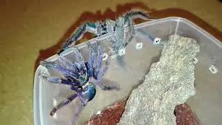 Tapinauchenius violaceus Violet Tree Spider pairing