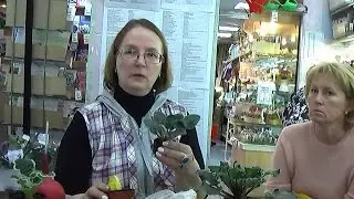 ДФ. Как упростить уход за фиалками. О.Артёмова