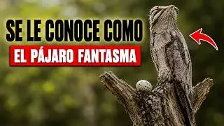 Born Without a Nest and Living Like a Branch — The Incredible Life of the Potoo