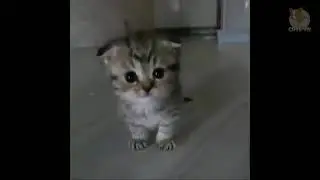 A little Kitty || Kitty Poppins