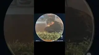 Месть за GENTEIMENA!!! 