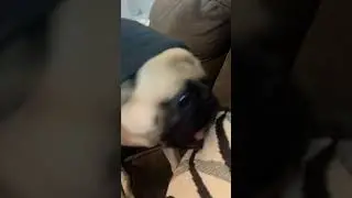 Pug, descendant of the wolf.