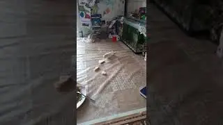 попугай ест хлеб