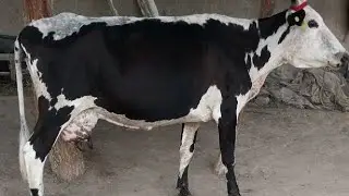 BUXORO SHOFIRKON TUMANI ONA BOLA SIGIR SOTILADI 943203202